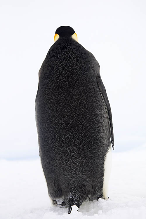 Emperor Penguin (Aptenodytes forsteri)