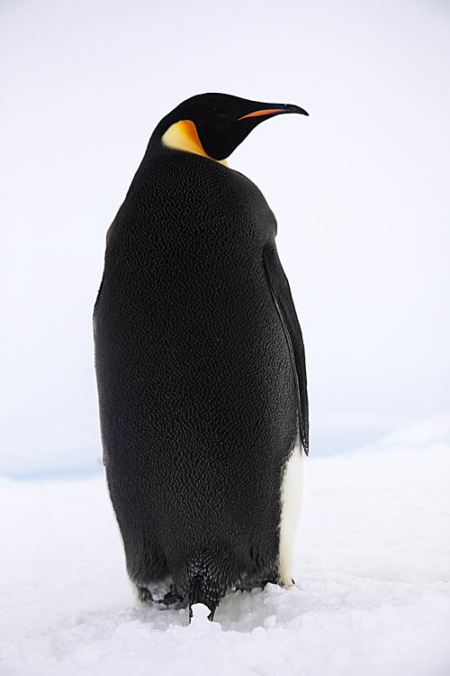 Emperor Penguin (Aptenodytes forsteri)