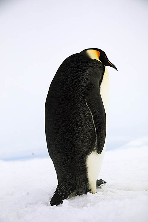 Emperor Penguin (Aptenodytes forsteri)