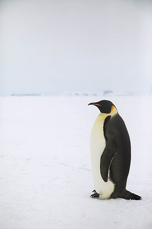 Emperor Penguin (Aptenodytes forsteri)