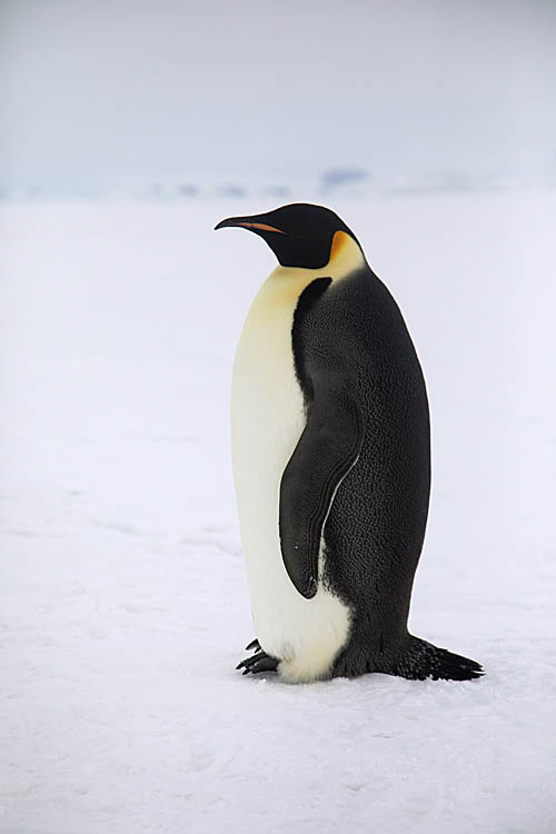 Emperor Penguin (Aptenodytes forsteri)