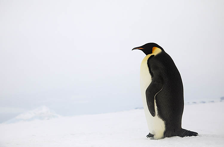 Emperor Penguin (Aptenodytes forsteri)