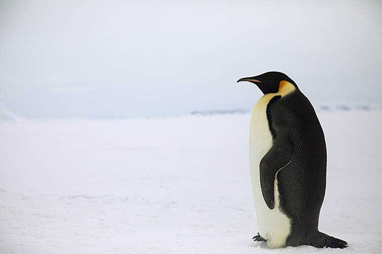 Emperor Penguin (Aptenodytes forsteri)