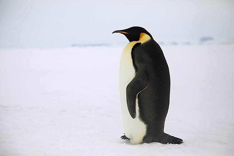 Emperor Penguin (Aptenodytes forsteri)