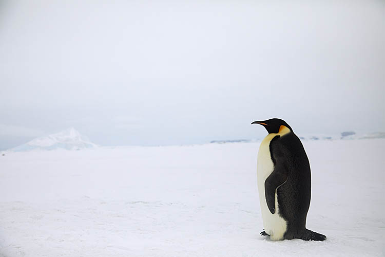 Emperor Penguin (Aptenodytes forsteri)