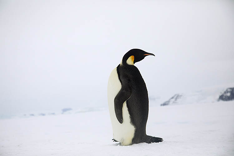 Emperor Penguin (Aptenodytes forsteri)