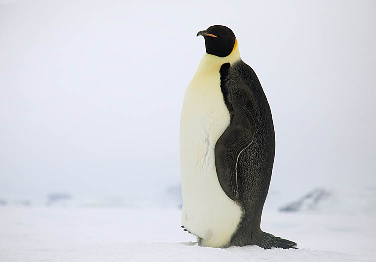 Emperor Penguin (Aptenodytes forsteri)