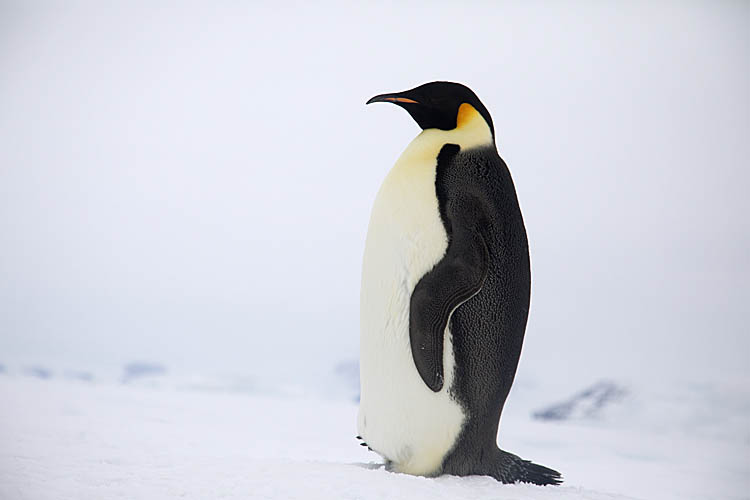 Emperor Penguin (Aptenodytes forsteri)