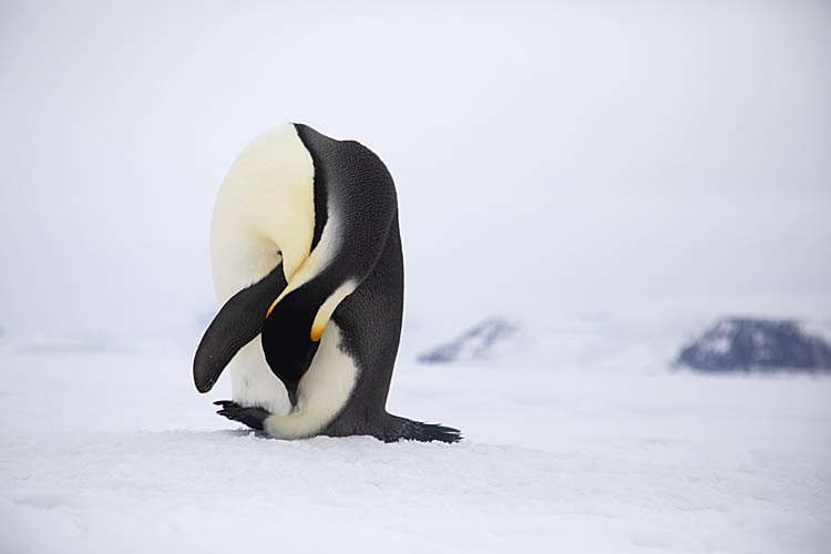 Emperor Penguin (Aptenodytes forsteri)