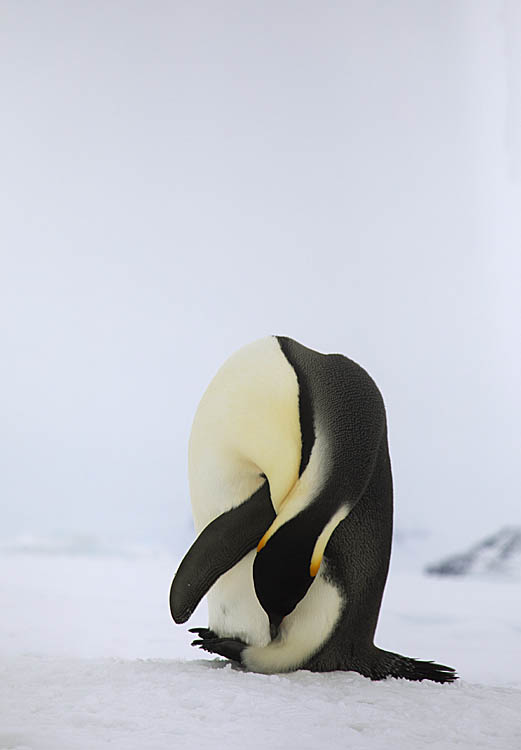 Emperor Penguin (Aptenodytes forsteri)