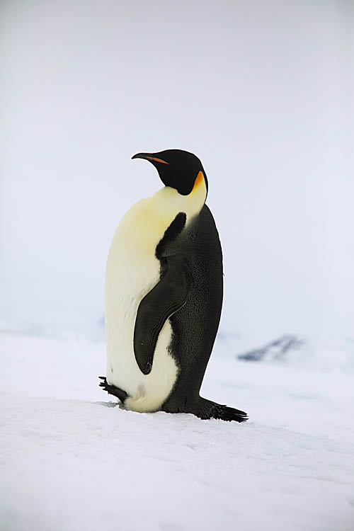 Emperor Penguin (Aptenodytes forsteri)