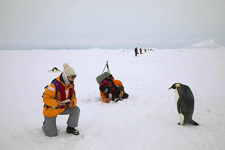 Emperor Penguin (Aptenodytes forsteri)