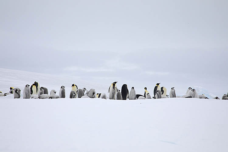 Emperor Penguin (Aptenodytes forsteri)