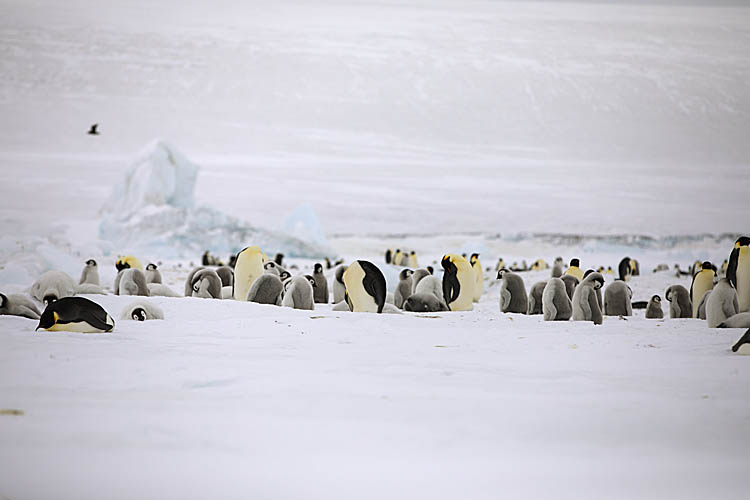 Emperor Penguin (Aptenodytes forsteri)