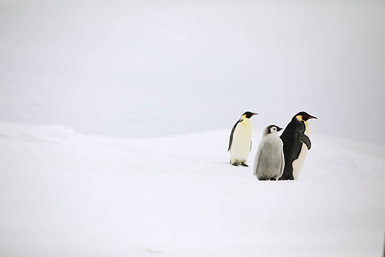 Emperor Penguin (Aptenodytes forsteri)