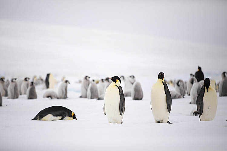 Emperor Penguin (Aptenodytes forsteri)