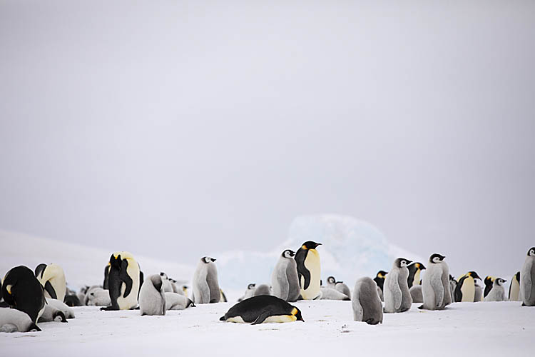 Emperor Penguin (Aptenodytes forsteri)