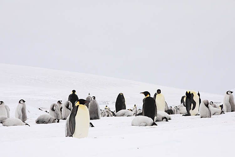 Emperor Penguin (Aptenodytes forsteri)