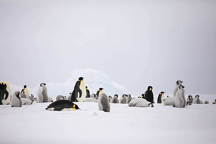 Emperor Penguin (Aptenodytes forsteri)