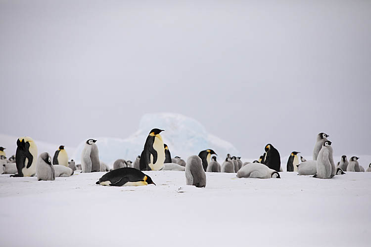 Emperor Penguin (Aptenodytes forsteri)