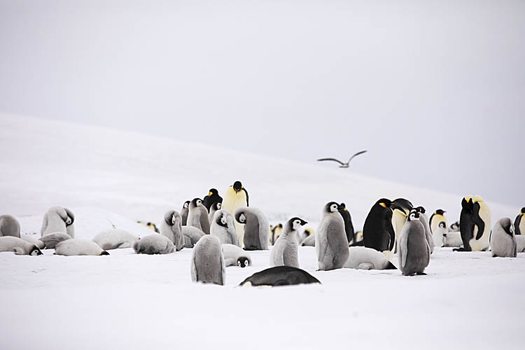 Emperor Penguin (Aptenodytes forsteri)