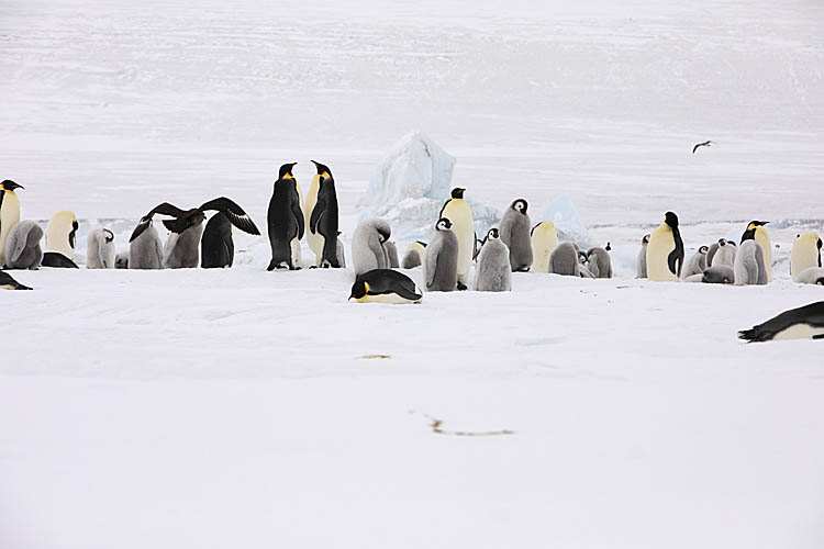 Emperor Penguin (Aptenodytes forsteri)