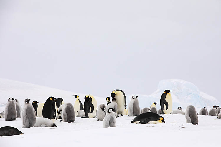 Emperor Penguin (Aptenodytes forsteri)