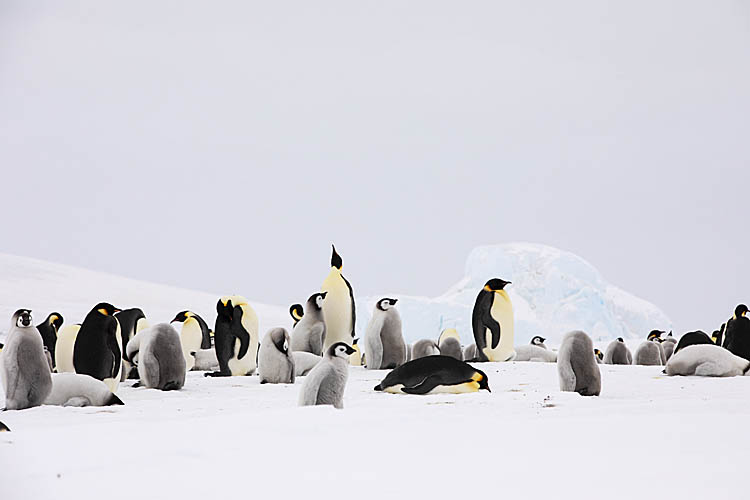 Emperor Penguin (Aptenodytes forsteri)