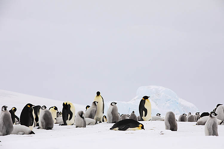 Emperor Penguin (Aptenodytes forsteri)