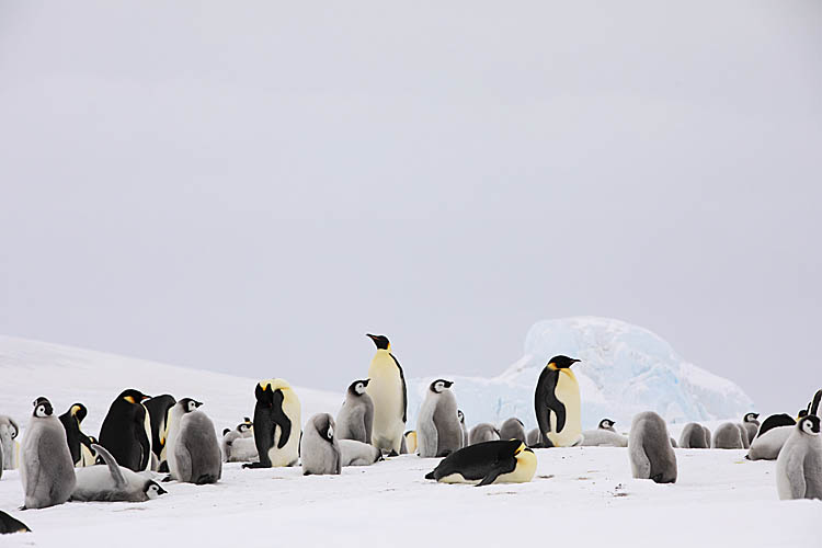 Emperor Penguin (Aptenodytes forsteri)