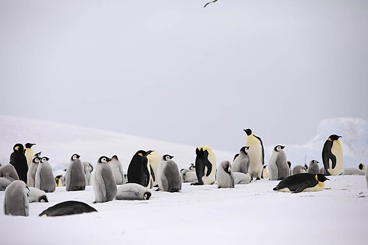 Emperor Penguin (Aptenodytes forsteri)