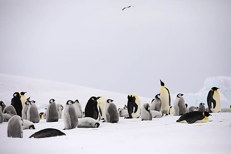 Emperor Penguin (Aptenodytes forsteri)