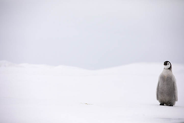 Emperor Penguin (Aptenodytes forsteri)