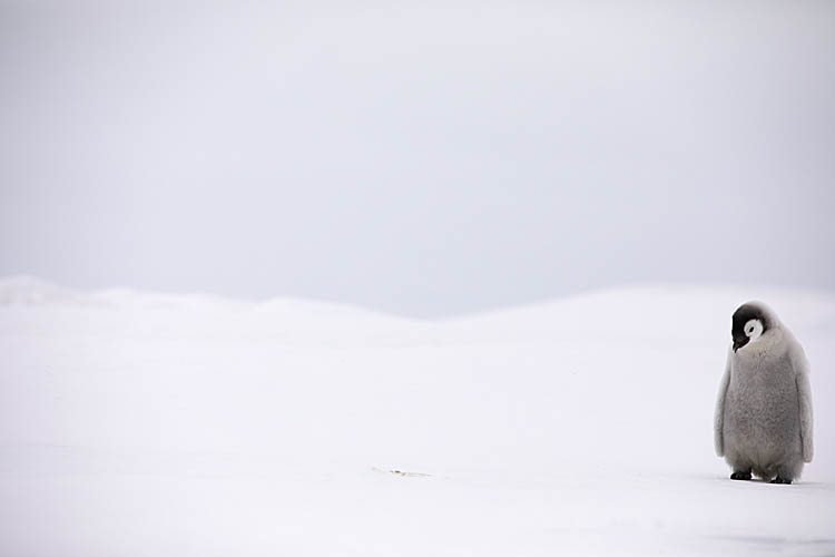 Emperor Penguin (Aptenodytes forsteri)