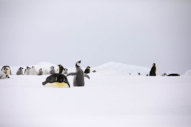 Emperor Penguin (Aptenodytes forsteri)