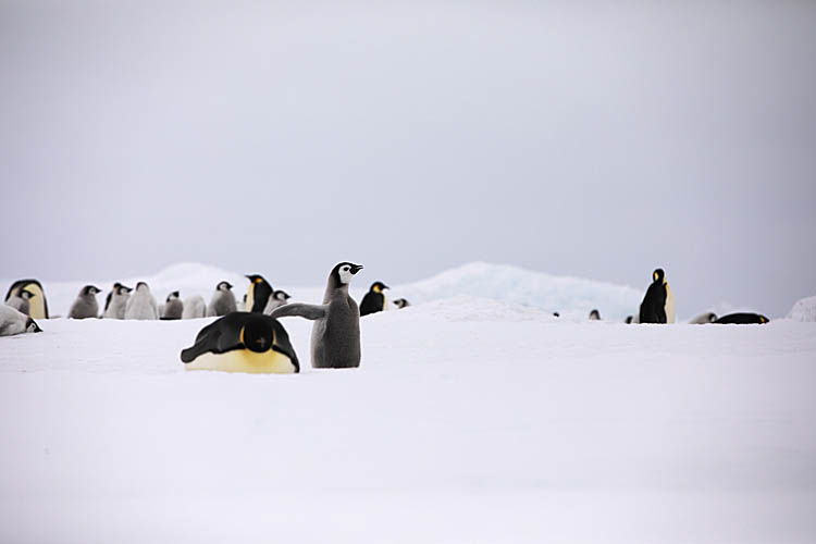 Emperor Penguin (Aptenodytes forsteri)