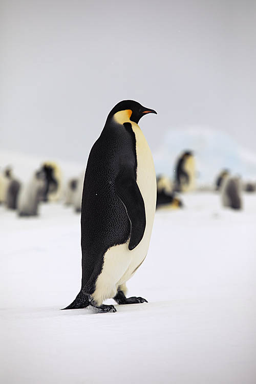 Emperor Penguin (Aptenodytes forsteri)