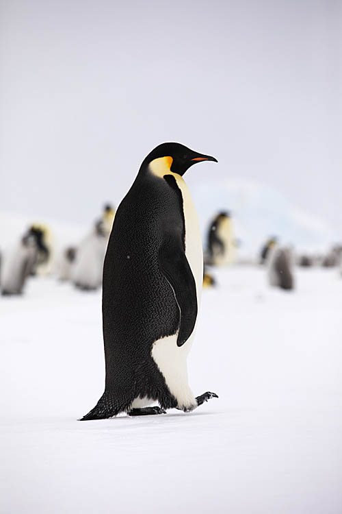 Emperor Penguin (Aptenodytes forsteri)