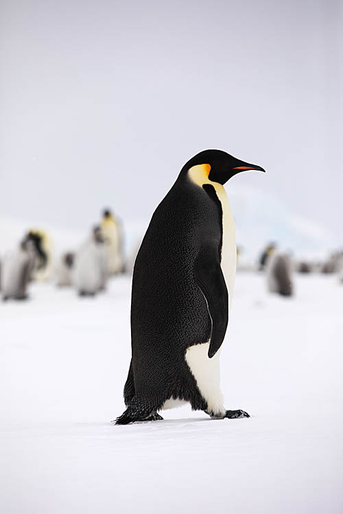 Emperor Penguin (Aptenodytes forsteri)