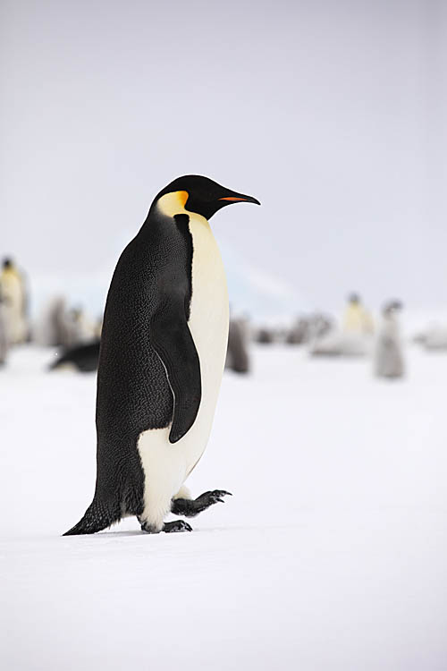 Emperor Penguin (Aptenodytes forsteri)