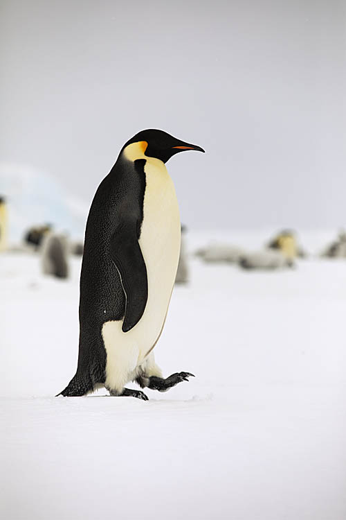 Emperor Penguin (Aptenodytes forsteri)