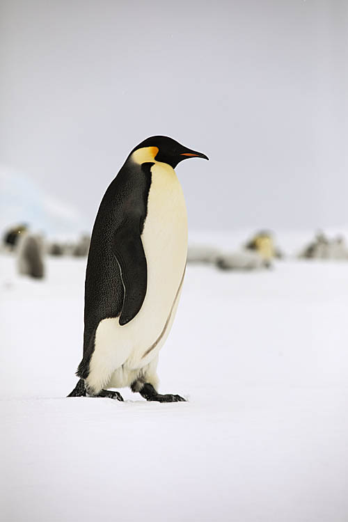 Emperor Penguin (Aptenodytes forsteri)