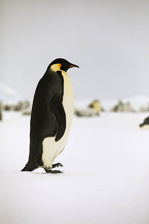 Emperor Penguin (Aptenodytes forsteri)