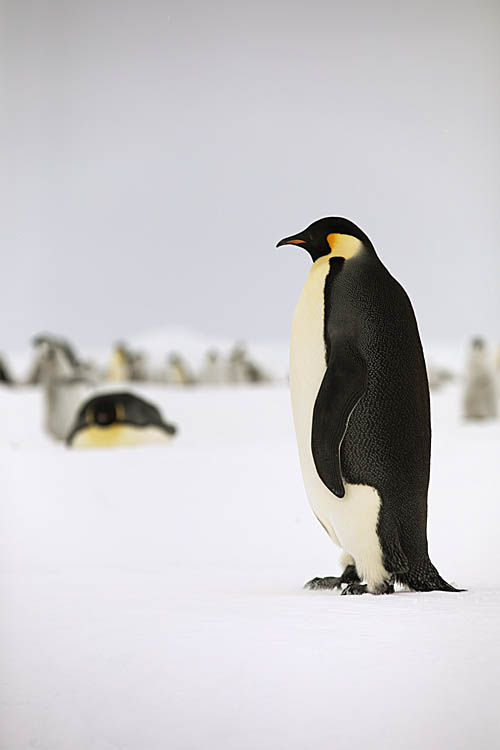 Emperor Penguin (Aptenodytes forsteri)