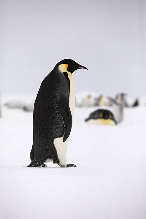 Emperor Penguin (Aptenodytes forsteri)