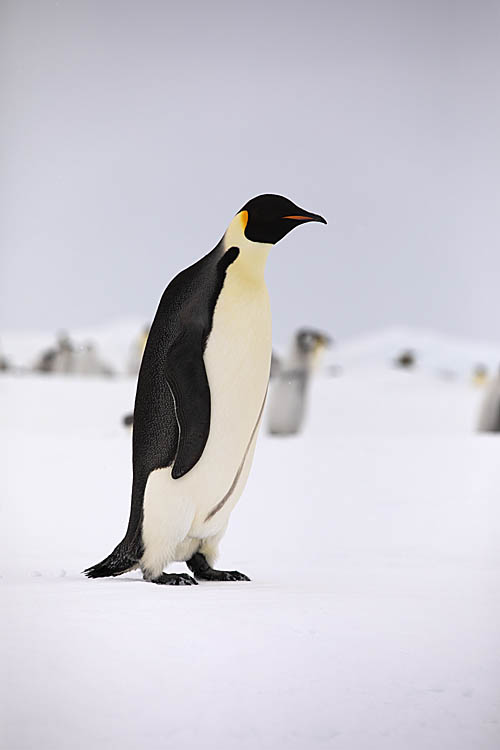 Emperor Penguin (Aptenodytes forsteri)