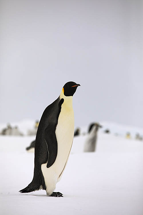 Emperor Penguin (Aptenodytes forsteri)