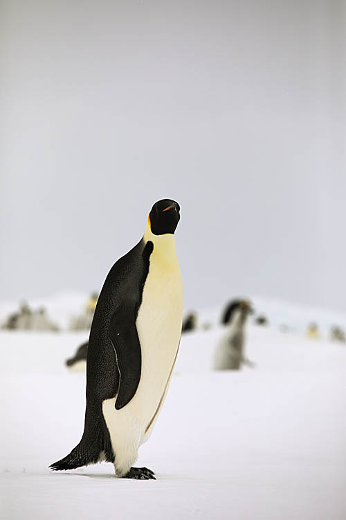 Emperor Penguin (Aptenodytes forsteri)