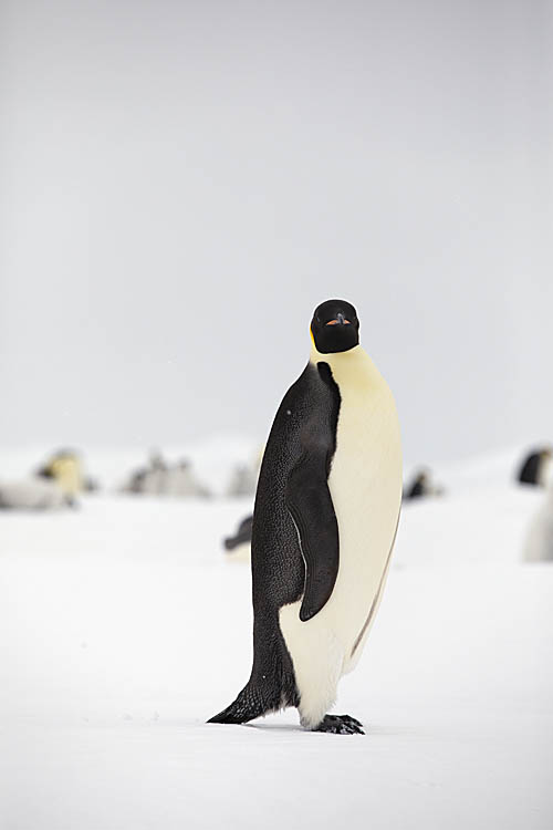 Emperor Penguin (Aptenodytes forsteri)