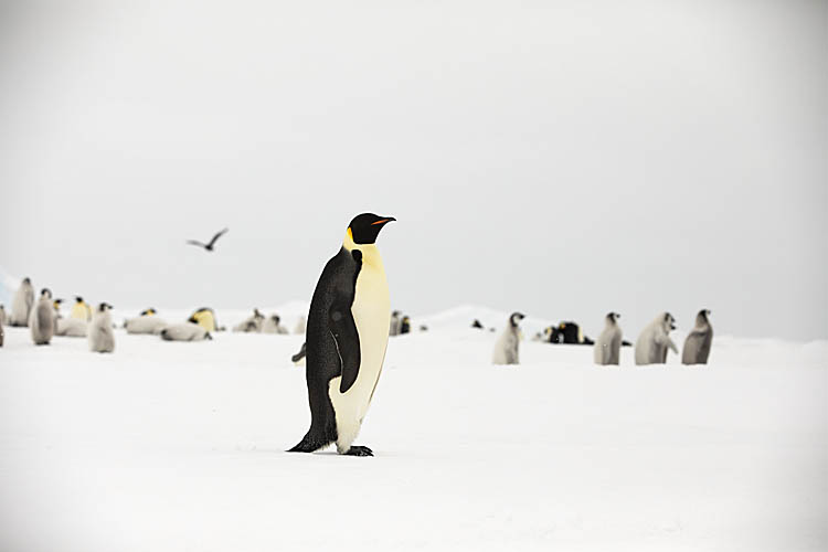 Emperor Penguin (Aptenodytes forsteri)